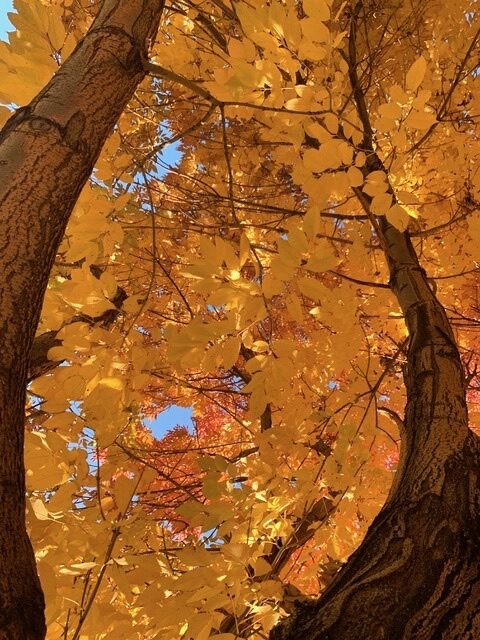 Tree in Autumn